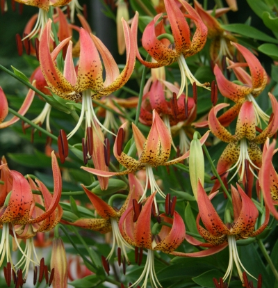 Sandhill Lilies