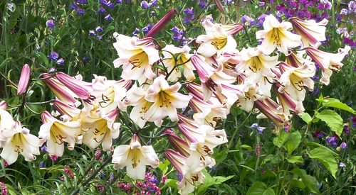 Lilium Regale